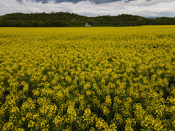 A small chapel sits in the distance, surrounded by a picturesque blend of trees and agricultural fields in South Moravia, Czech Republic. The landscape features vibrant yellow rapeseed in full bloom alongside lush green fields of young wheat. This rural scene, complemented by a charming chestnut alley, captures the essence of the region's natural beauty and agricultural heritage.