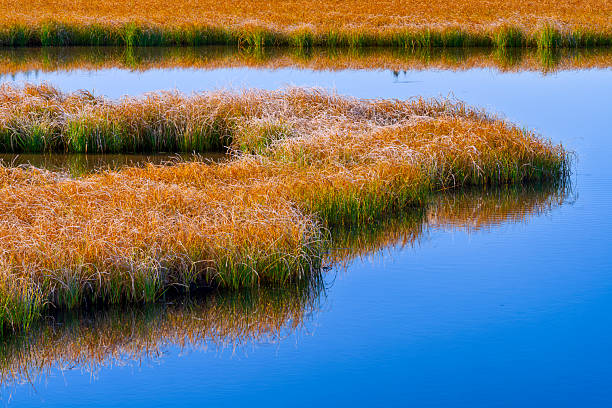Forests and meadows along the Grand Loop road in Yellowstone National Park