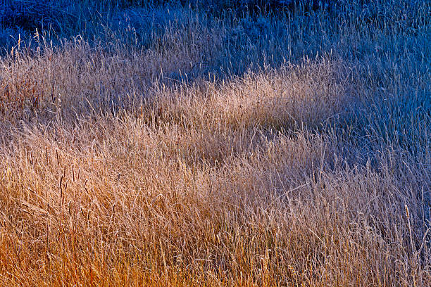 Forests and meadows along the Grand Loop road in Yellowstone National Park