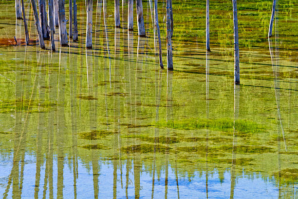 Tree snags in Nymph lake seen along the Grand Loop road in Yellowstone National Park