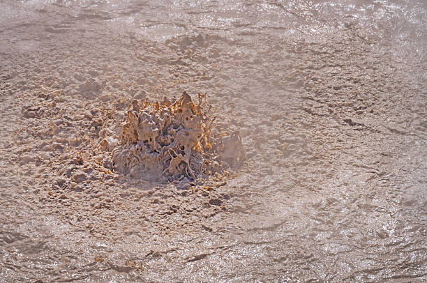 Norris Geyser Basin feature in Yellowstone National Park