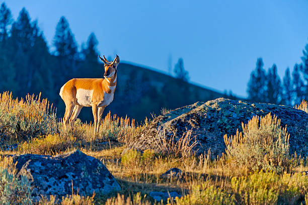 Antelope in Yellowstone National Park