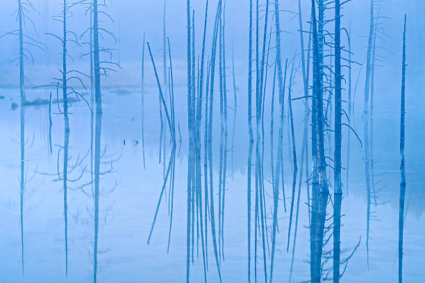 Tree snags in Nymph lake seen along the Grand Loop road in Yellowstone National Park