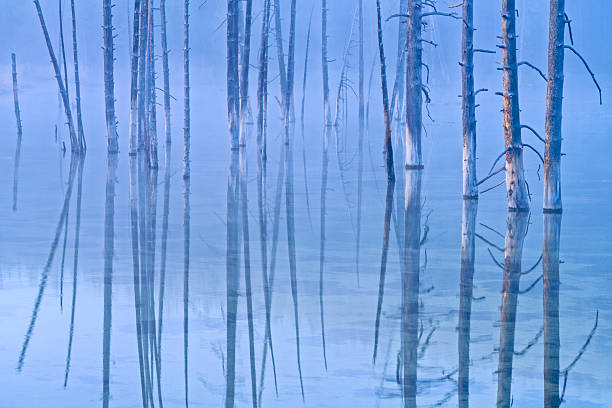 Tree snags in Nymph lake seen along the Grand Loop road in Yellowstone National Park