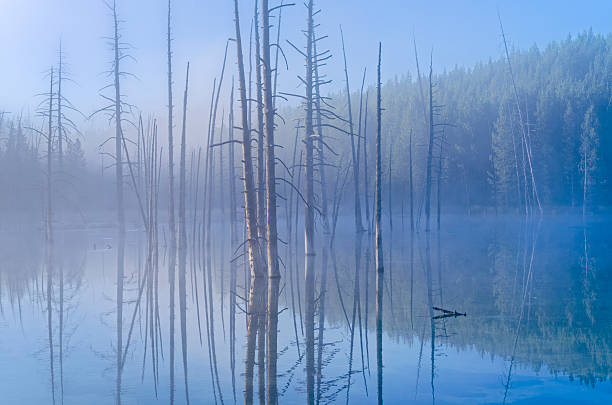 Tree snags in Nymph lake seen along the Grand Loop road in Yellowstone National Park