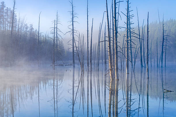 Tree snags in Nymph lake seen along the Grand Loop road in Yellowstone National Park