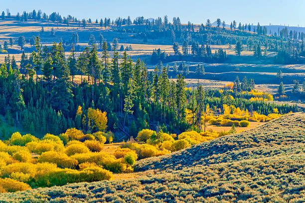 Forests and meadows along the Grand Loop road in Yellowstone National Park