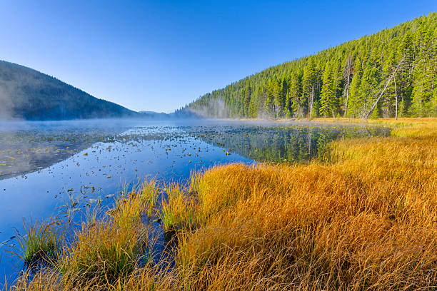 Twin Lakes forest and meadows along the Grand Loop road in Yellowstone National Park