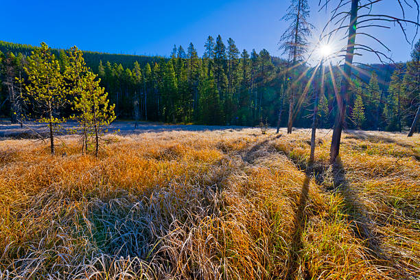 Twin Lakes forest and meadows along the Grand Loop road in Yellowstone National Park