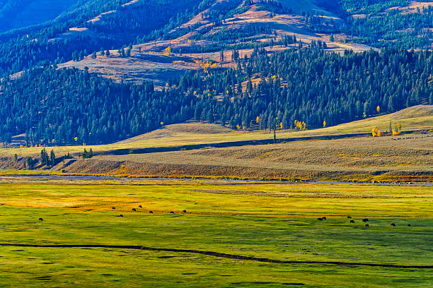 Lamar Valley and the Yellowstone River in Yellowstone National Park