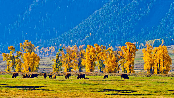 istock Yellowstone National Park in Wyoming 2226558224