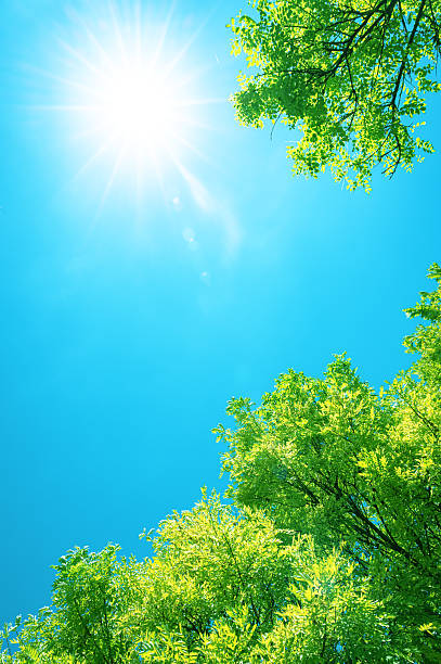 istock View to blue sky with sunbeams through treetops 2226559635