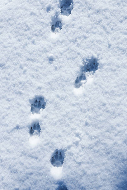 istock Dog Paw Prints on Snow Field in Winter 2226566841