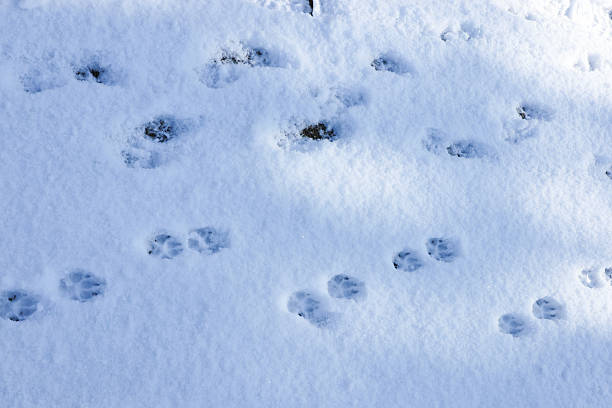 istock Dog Paw Prints on Snow Field in Winter 2226566845