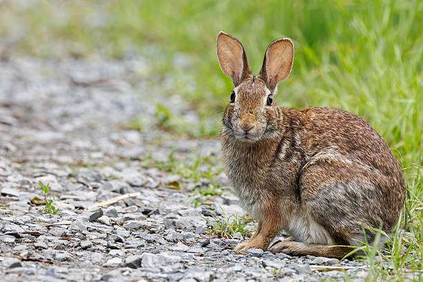 istock A rabbit is sitting on the ground in a grassy area 2226566984