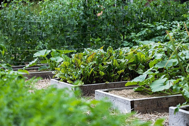 istock Raised Garden Beds with Beet Greens 2226567099