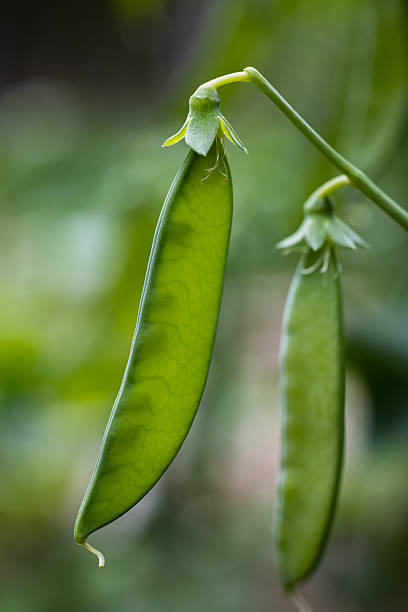 istock Green pea pod growing on plant, macro view 2226567113