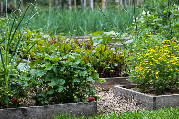 istock Rustic Home Garden with Marigolds and Beetroot Rows in Natural Light 2226567142