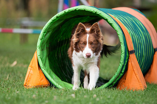 istock A brown and white Border Collie dog runs through a tunnel during 2226567524