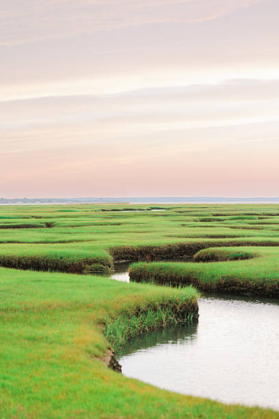 istock Green salt marsh reflecting pastel sunset over water channels Cape Cod 2226567565