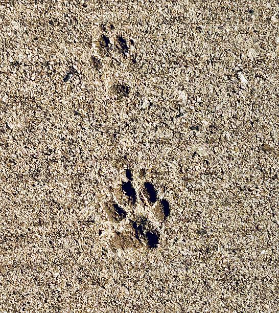 istock Dog Paw prints on Concrete 2226567576