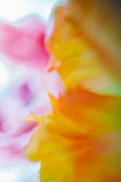 istock Background of Painterly Abstract Flowers 2226568438