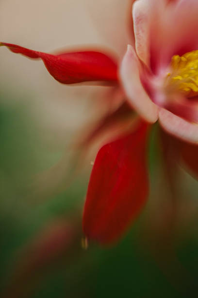 Abstract Red Columbine Aquilegia canadensis Flower in United States, Virginia, Front Royal