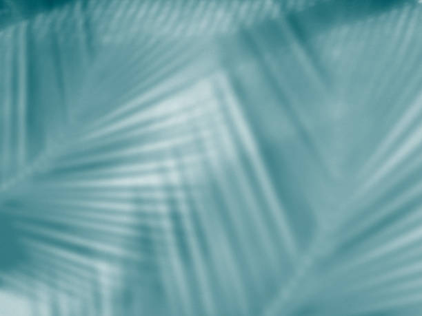 Shadow palm leaves on indigo color wall