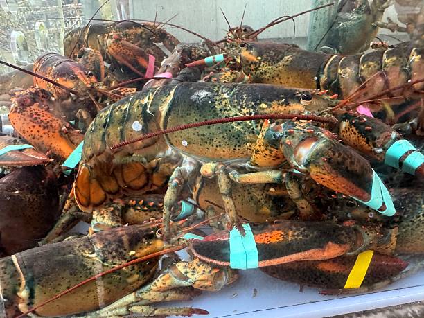 istock Lobsters in a holding tank 2226573277