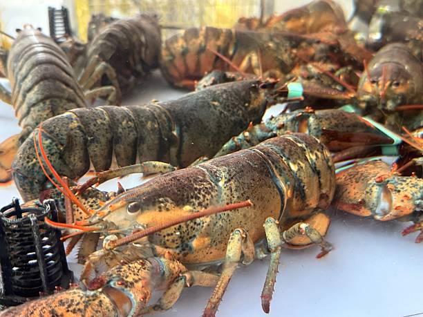 istock Lobsters in a holding tank 2226573280