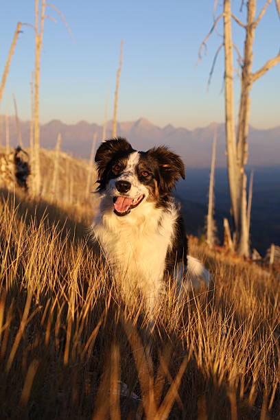 A Border Collie mix standing in tall golden grass with mountains in the background
