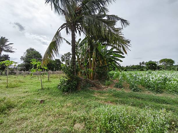 istock Cassava, pumpkin, and coconut trees 2226574706