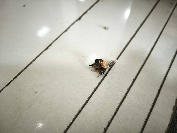istock A dead bee near the stairs 2226574805