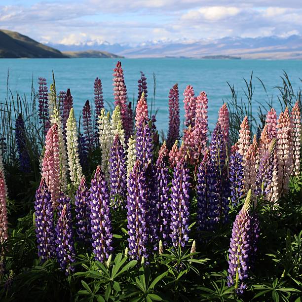 Colorful lupine in front of a lake with Mt. Cook in the background