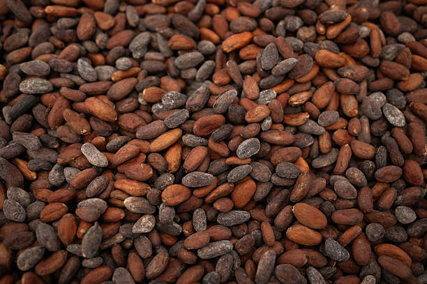 istock Raw cocoa beans from cacao fruit which are then turned into chocolate. Papua beans from Indonesia 2226575449