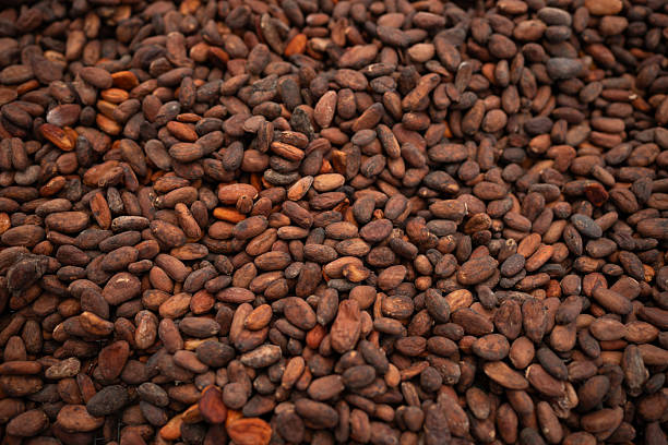 istock Raw cocoa beans from cacao fruit which are then turned into chocolate. Papua beans from Indonesia 2226575481