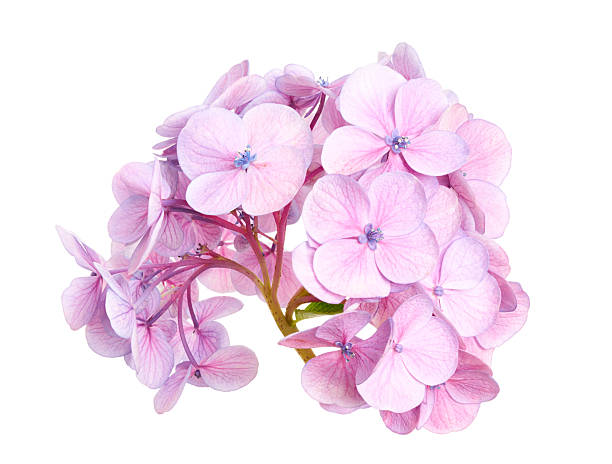 istock Hydrangea flower, Hydrangea macrophylla, isolated on white background, with clipping path 2226576634