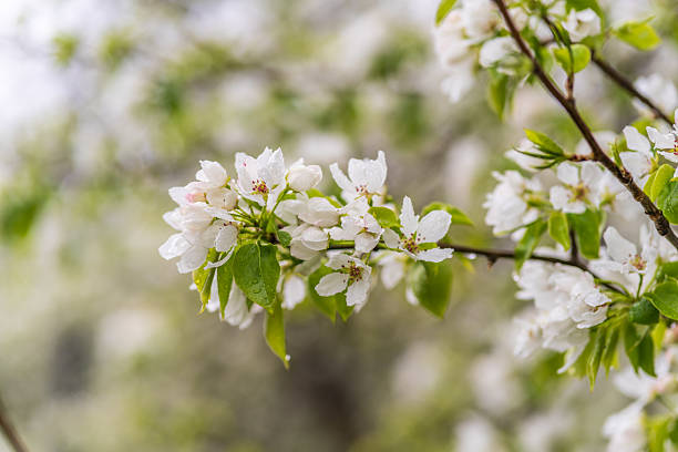 istock White blossoming apple trees with rain drops 2226578661
