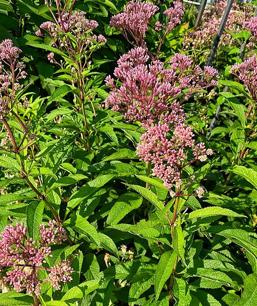 istock Spotted Joe-Pye Weed (Eutrochium maculatum) in Bloom 2226580765