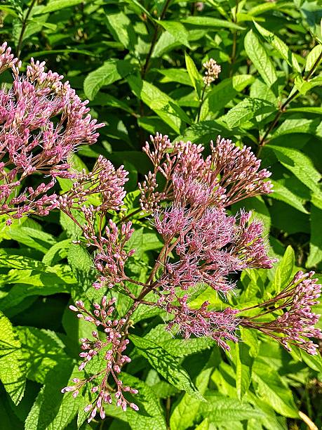 Spotted Joe-Pye Weed (Eutrochium maculatum) in Bloom