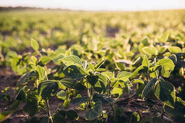 istock Young soybean plants growing in cultivated field at sunset 2226584195