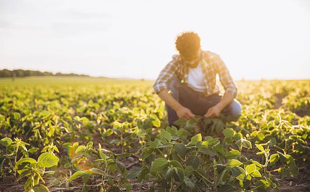 istock Agronomist inspecting growing soybean plants at sunset 2226584953