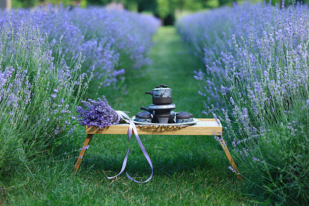 lavender flowers in a garden