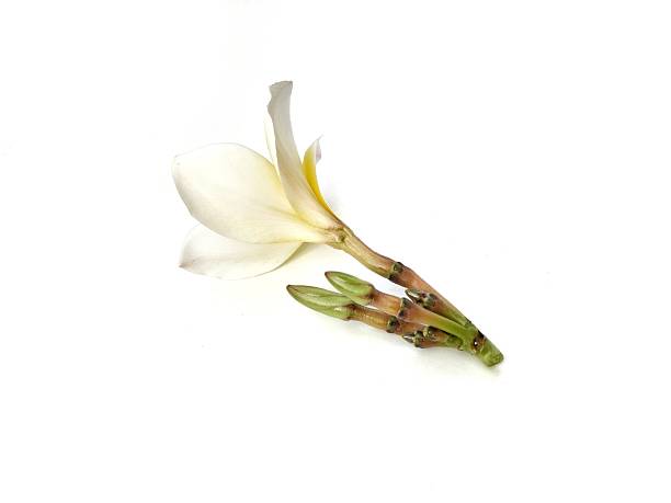 istock Beautiful frangipani flowers (plumeria alba) isolated on white background 2226587323