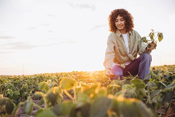 istock Young agronomist inspecting soybean plants at sunset 2226588237