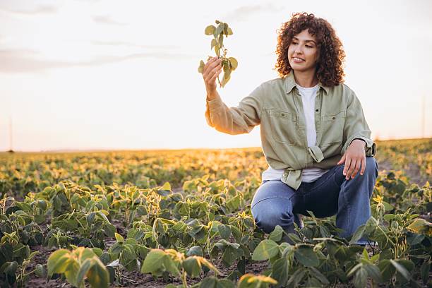 istock Young agronomist inspecting soybean crops at sunset 2226588265