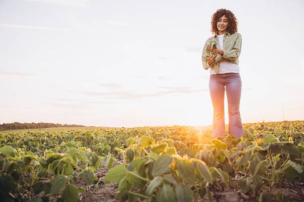 istock Young agronomist inspecting soybean plants at sunset 2226588272