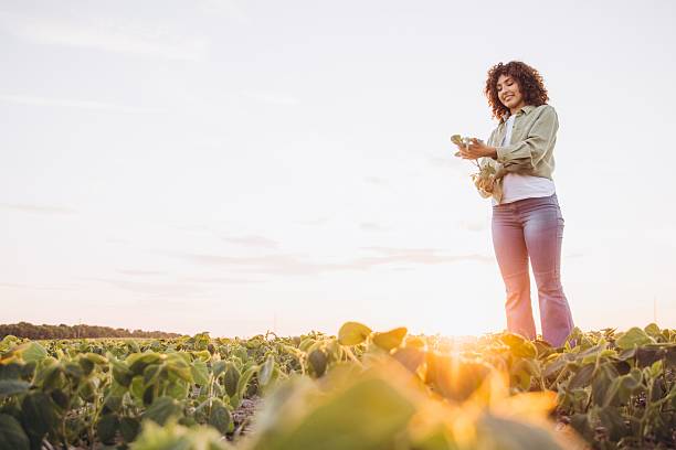 istock Young agronomist inspecting soybean plants at sunset 2226588279