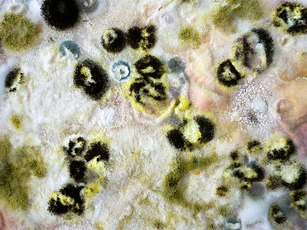 Macro image showing diverse mold colonies growing on wheat flour flatbread. Features black, green, yellow fungi. Ideal for science, microbiology, and food contamination visuals.