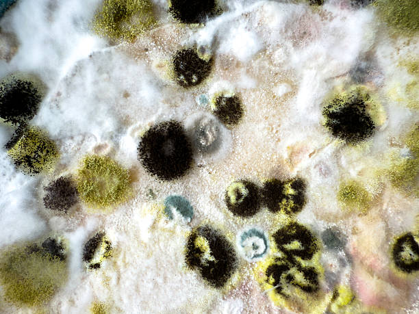 Macro photo of fungal colonies on wheat flour flatbread, ideal for scientific education, microbiology research, and food safety awareness. Shows varied spore types and mold textures.